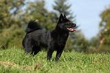 SCHIPPERKE 706